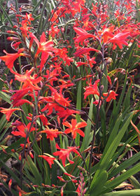 Crocosmia crocosmiiflora 'Pink Carmine'